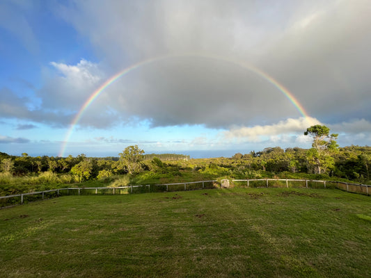 Island Flavor gift cards - share the taste of island BBQ with your loved ones. Perfect for foodies and BBQ enthusiasts. Shop now and explore our selection of gift cards!